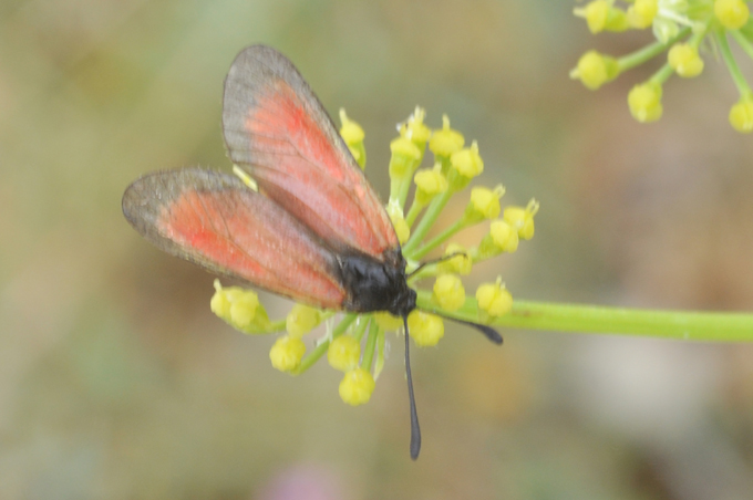 Zygaena rubicundus?